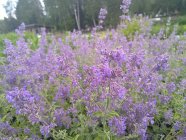 Nepeta xfaassenii 'Senior' Faasseni naistenõges